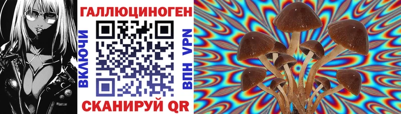 Купить где  Корсаков  Галлюциногенные грибы Psilocybe 